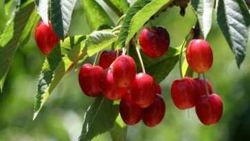 cherries: health benefits and drawbacks